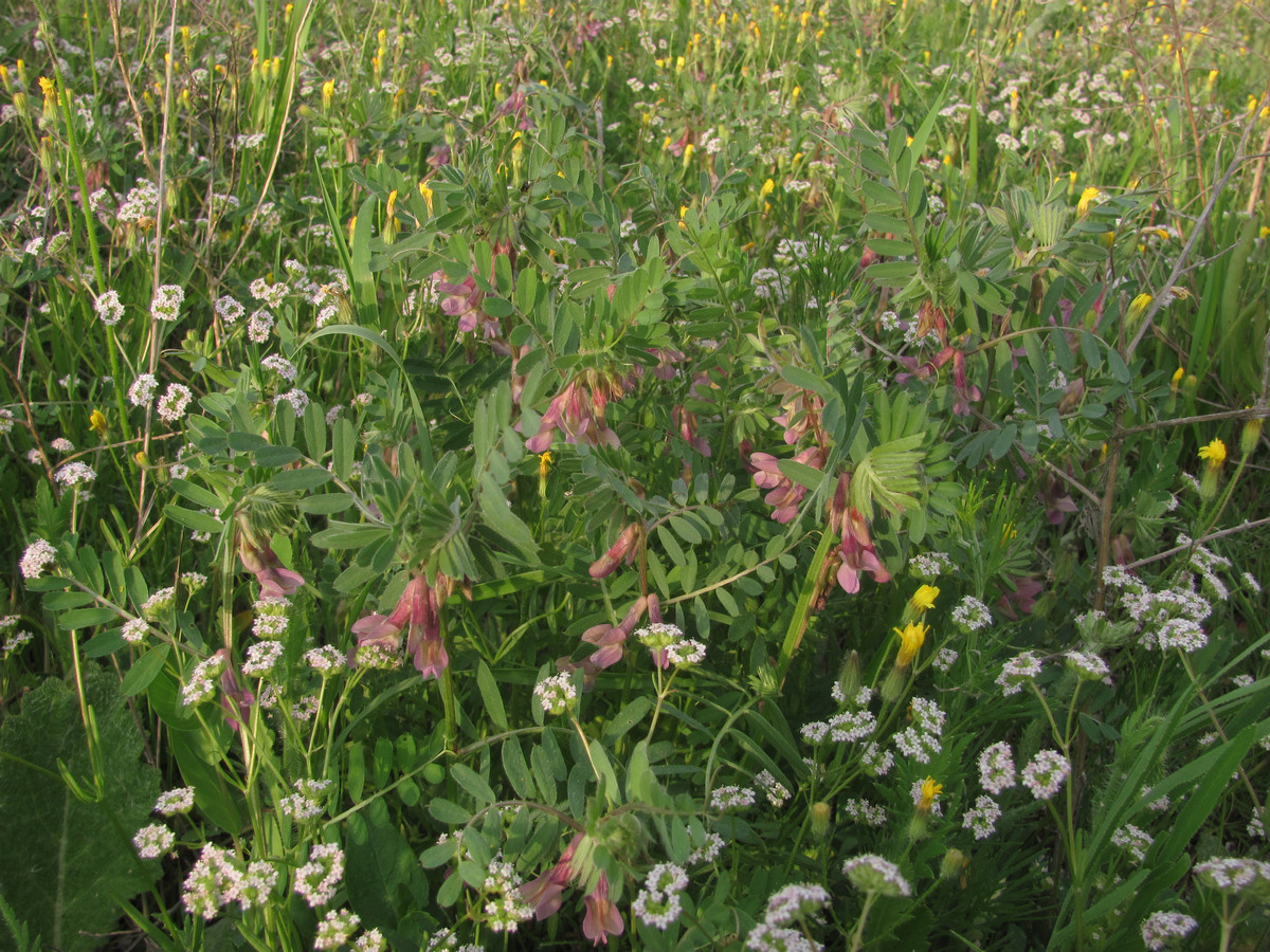 Изображение особи Vicia striata.