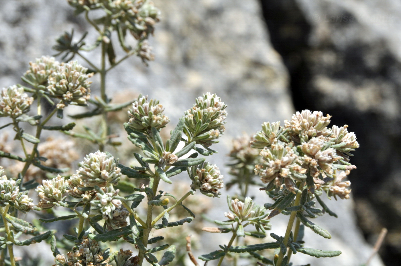 Изображение особи Teucrium capitatum.