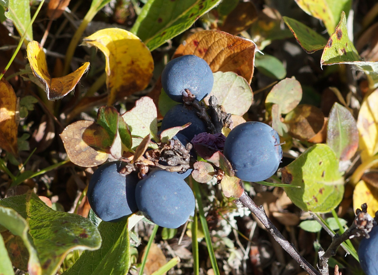 Image of Vaccinium vulcanorum specimen.