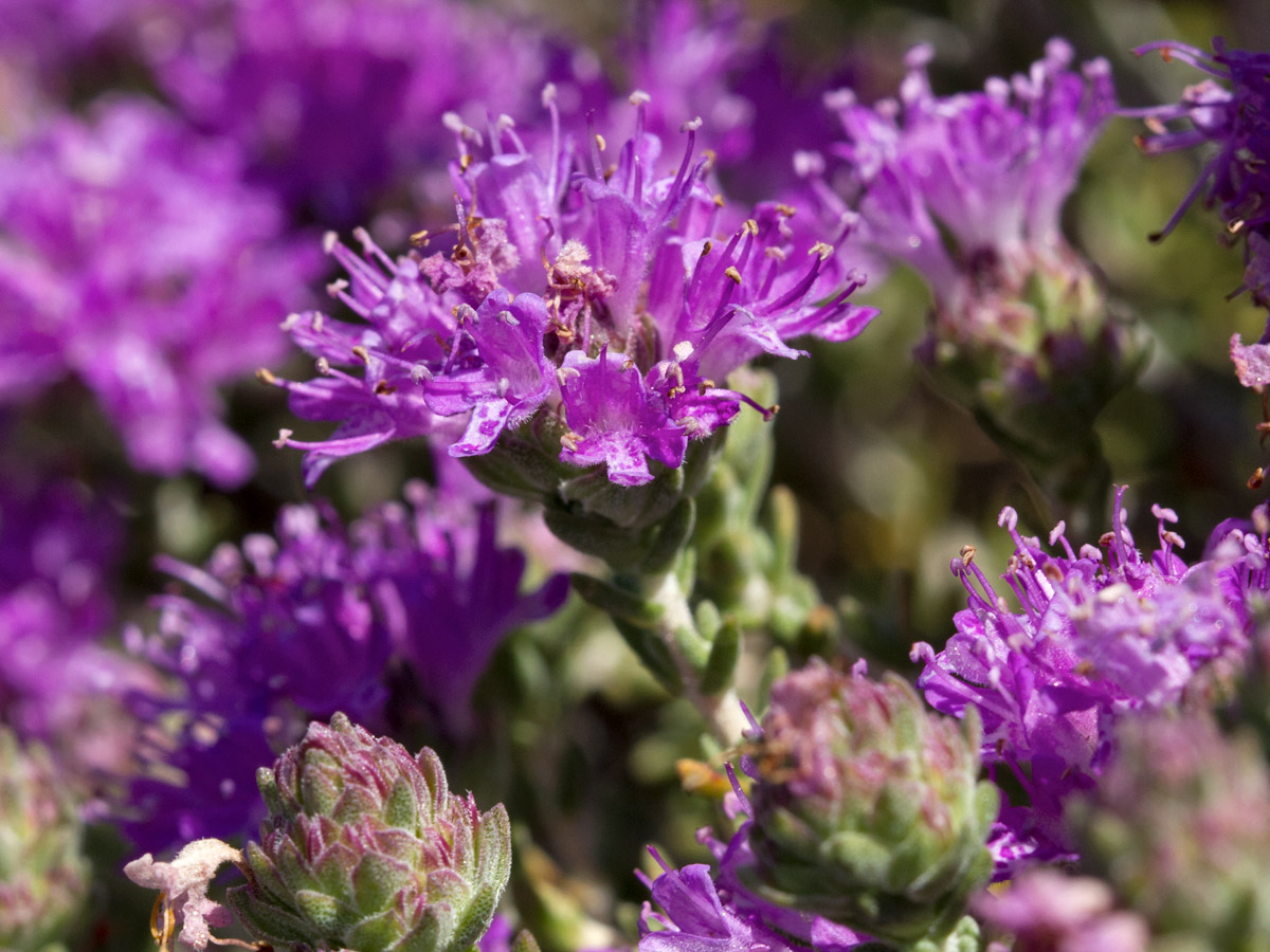 Image of Thymbra capitata specimen.