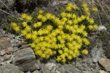 Saxifraga scleropoda. Цветущее растение. Кабардино-Балкария, южный склон Эльбруса, боковая морена ниже ледника Малый Азау, ≈ 3100 м н.у.м. 09.06.2008.