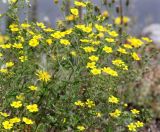 Potentilla argentea. Верхушка цветущего растения. Средний Урал, Свердловская обл., городской округ Первоуральск, окр. с. Слобода, правый берег р. Чусовая, известняковые скалы. 15.07.2017.