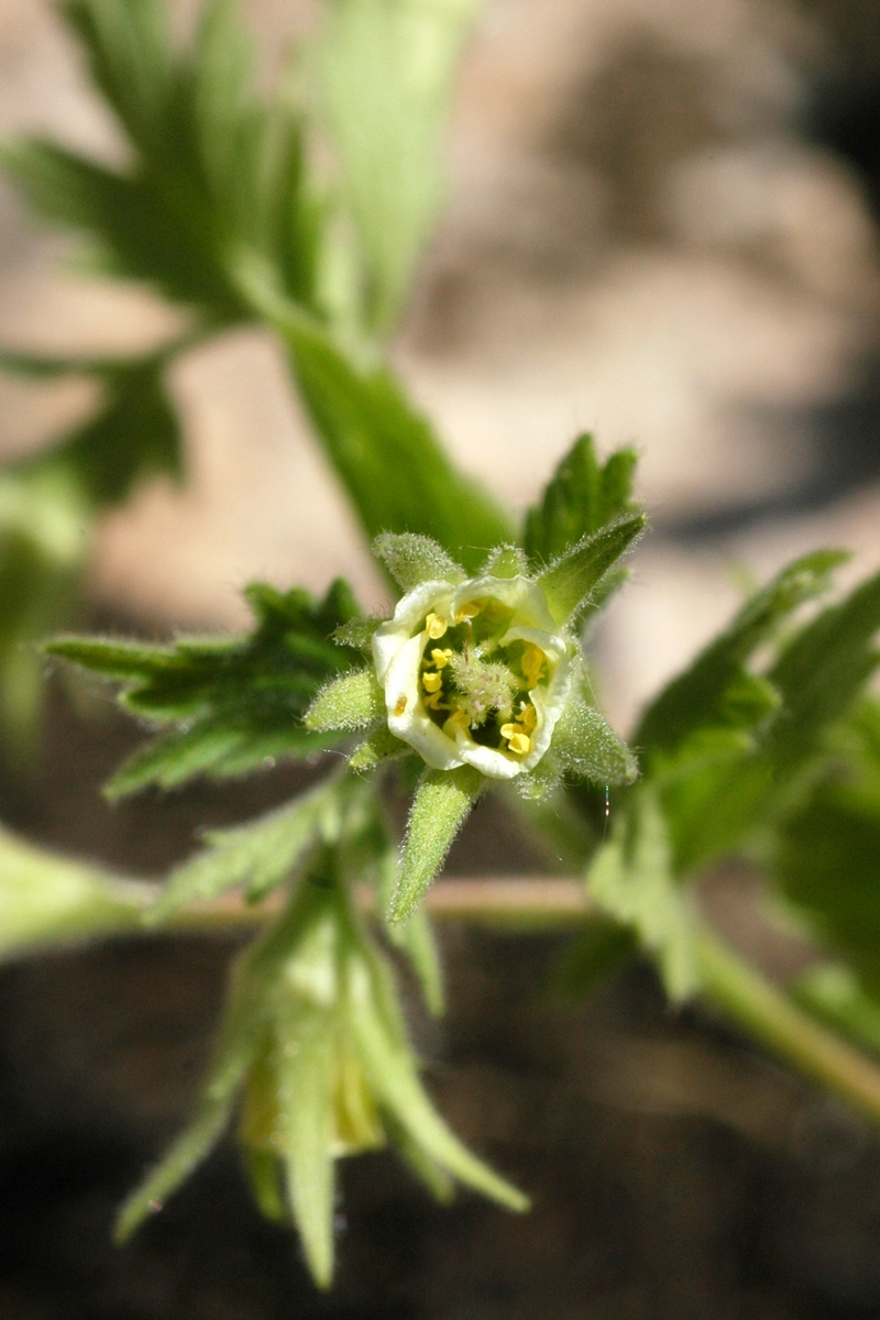 Изображение особи Orthurus heterocarpus.