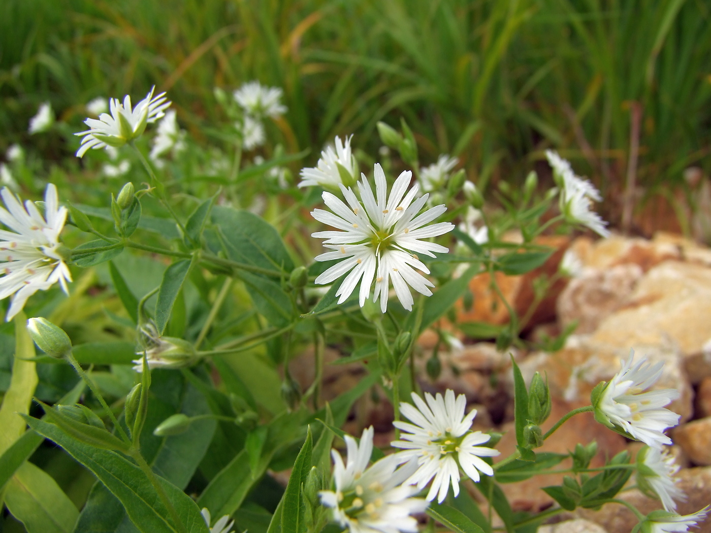 Изображение особи Fimbripetalum radians.