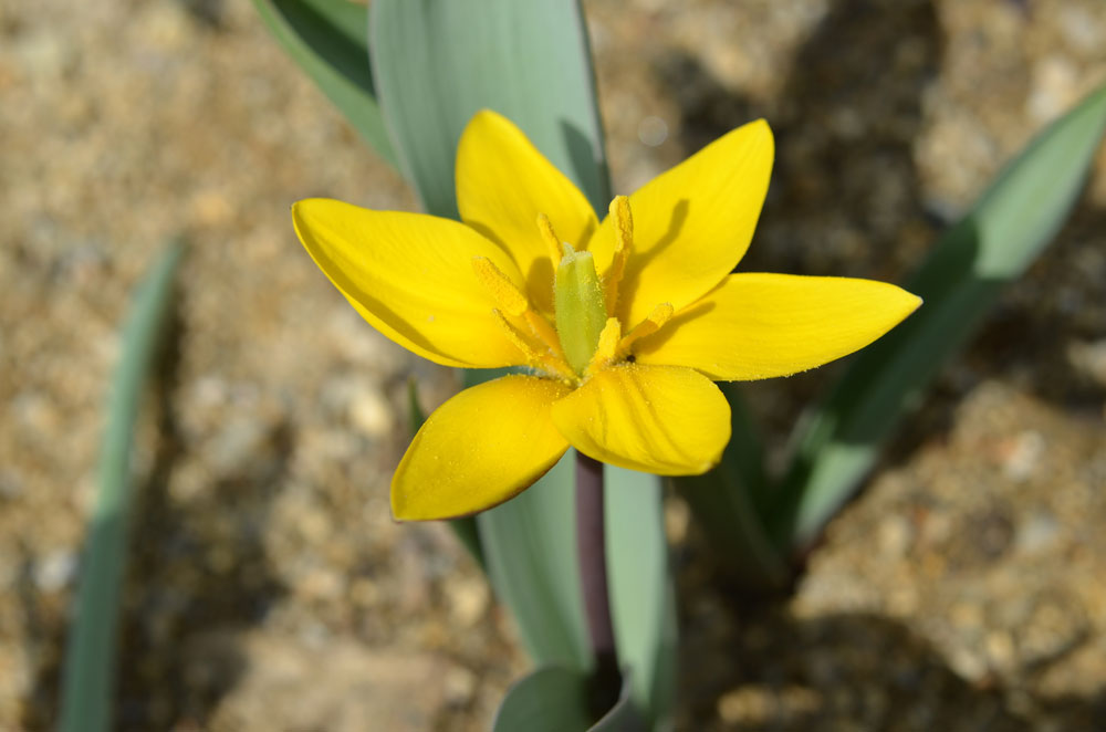 Image of Tulipa dasystemon specimen.