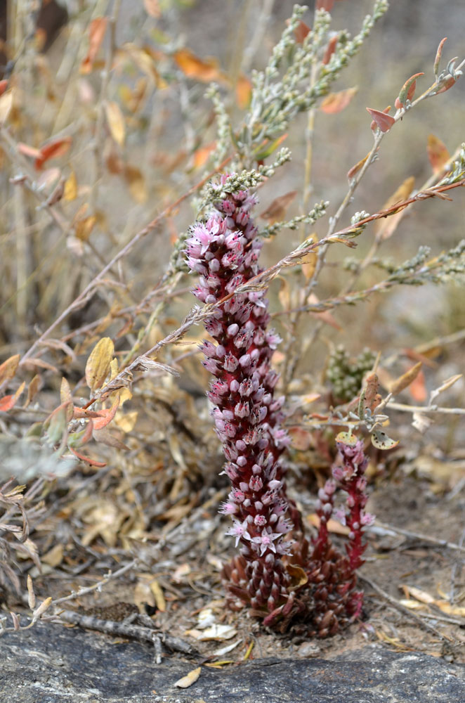 Image of Orostachys thyrsiflora specimen.