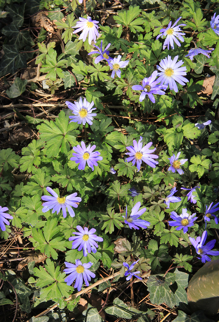 Image of Anemone banketovii specimen.