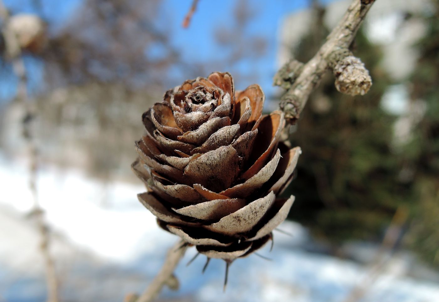 Изображение особи Larix sibirica.