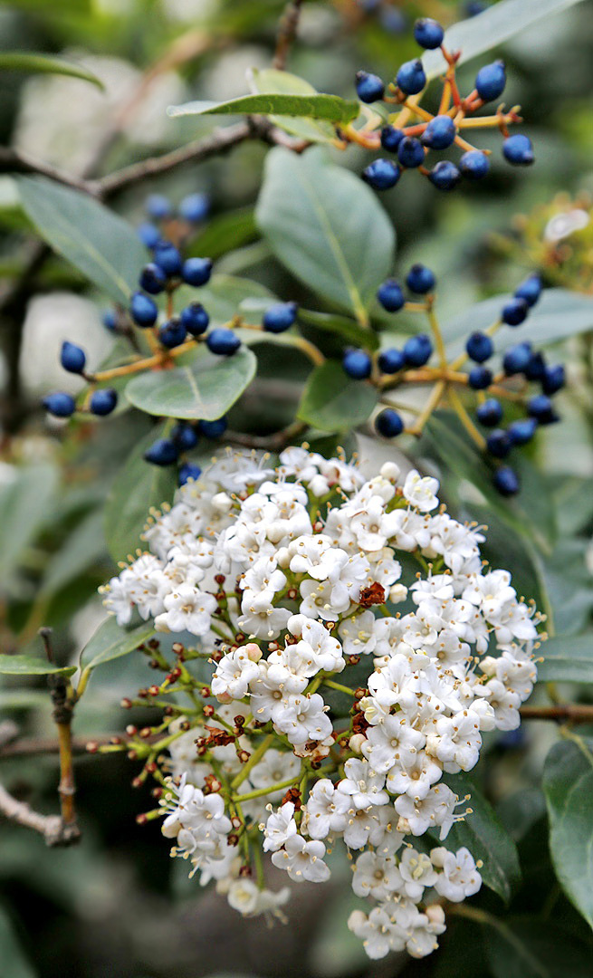 Image of Viburnum tinus specimen.