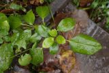 Hedera colchica. Верхушка побега с крупинками тающего снега. Краснодарский край, г. Сочи, пос. Солоники, горный лес. 24.11.2017.