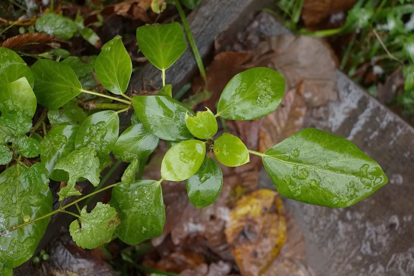 Изображение особи Hedera colchica.