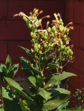 Nicotiana tabacum