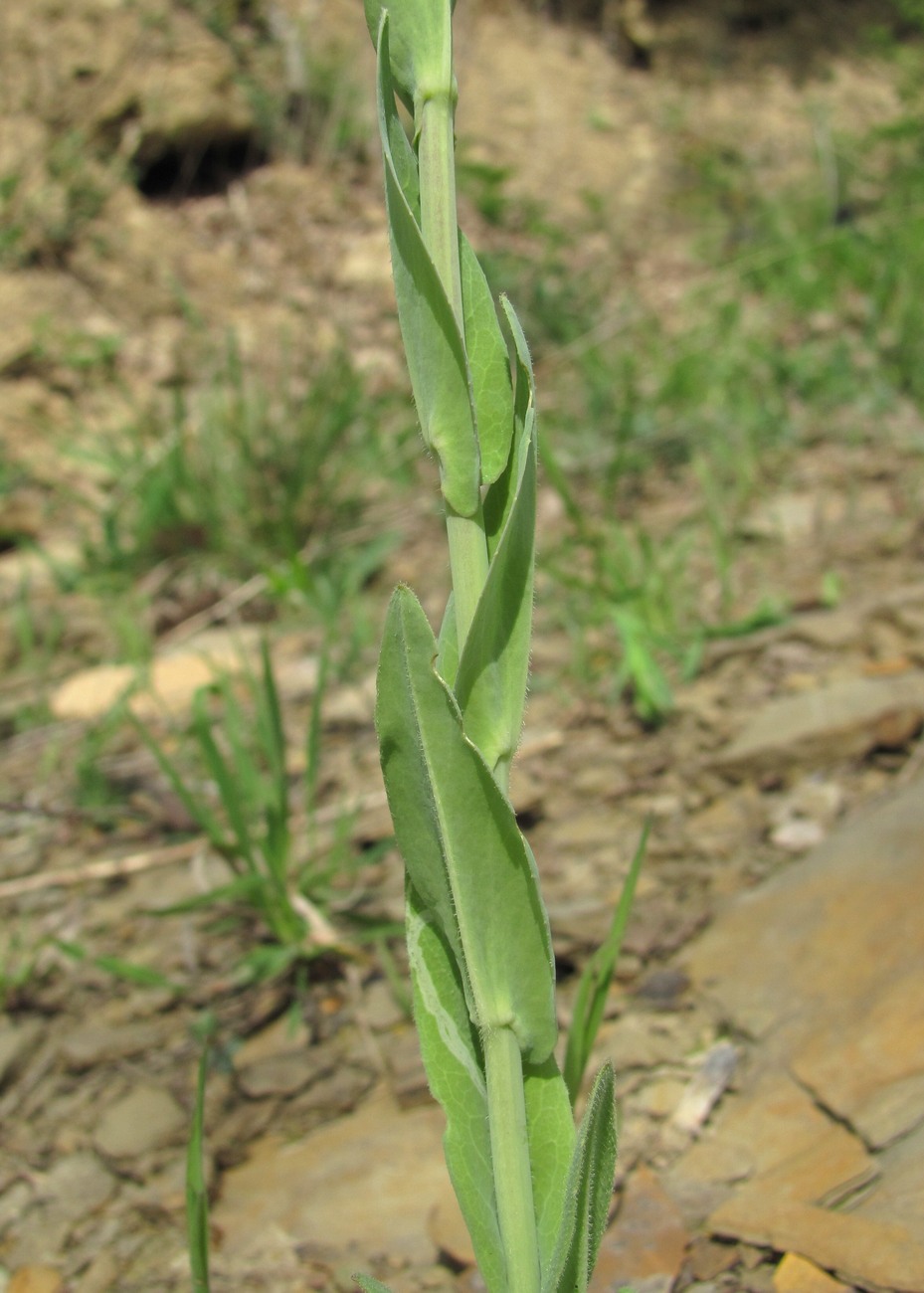 Image of Turritis glabra specimen.