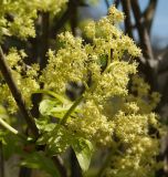 genus Sambucus