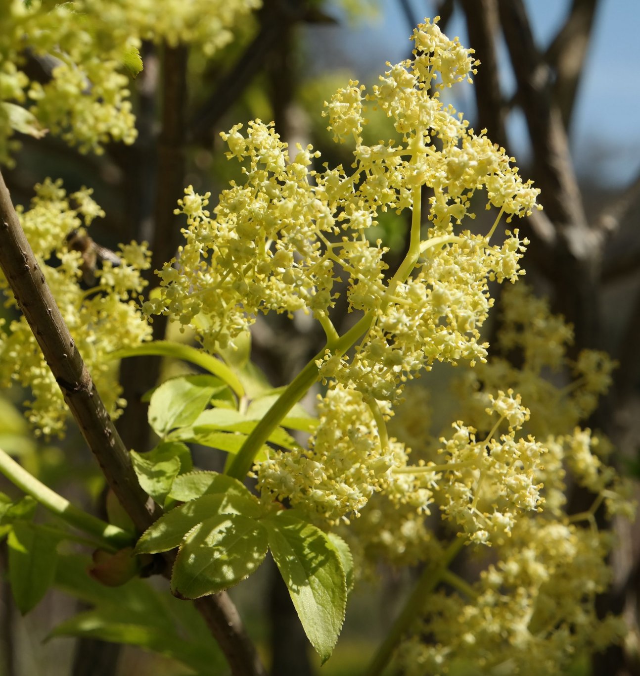 Image of genus Sambucus specimen.