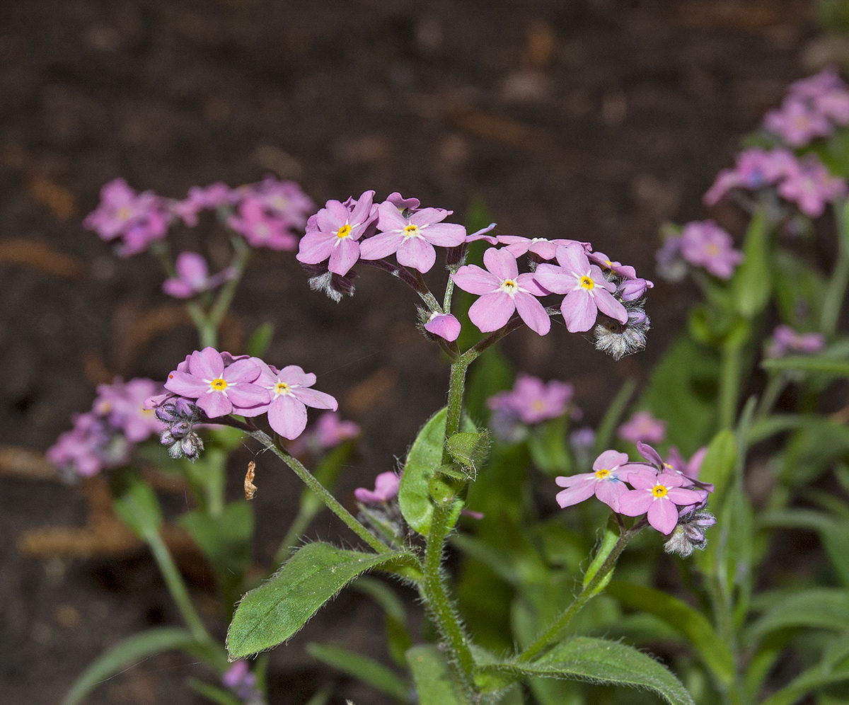 Image of Myosotis alpestris specimen.