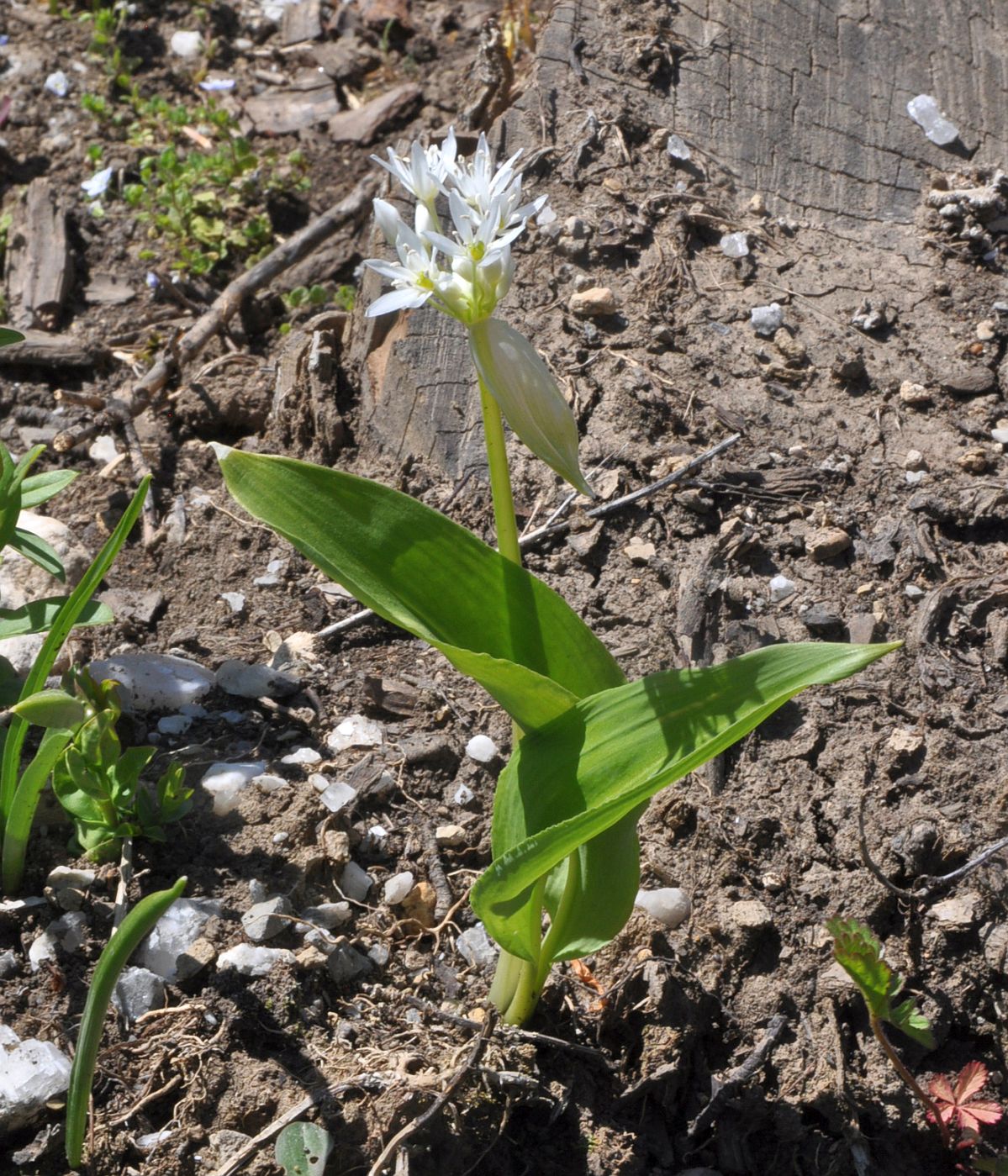Изображение особи Allium ursinum.