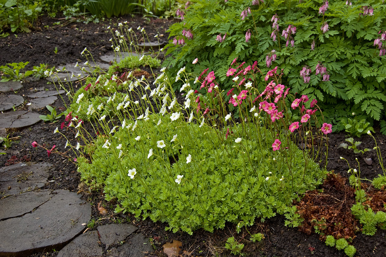 Изображение особи Saxifraga &times; arendsii.