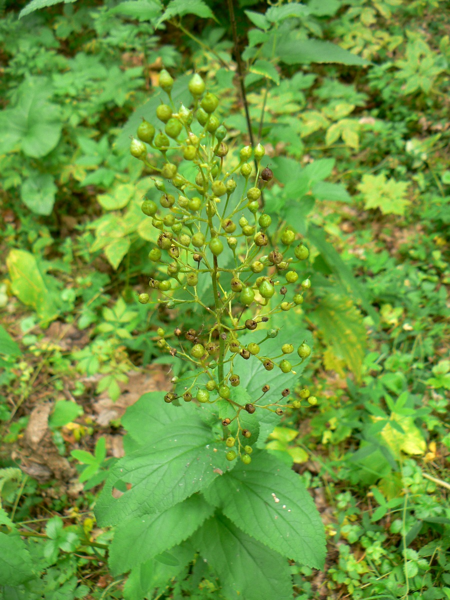 Изображение особи Scrophularia nodosa.