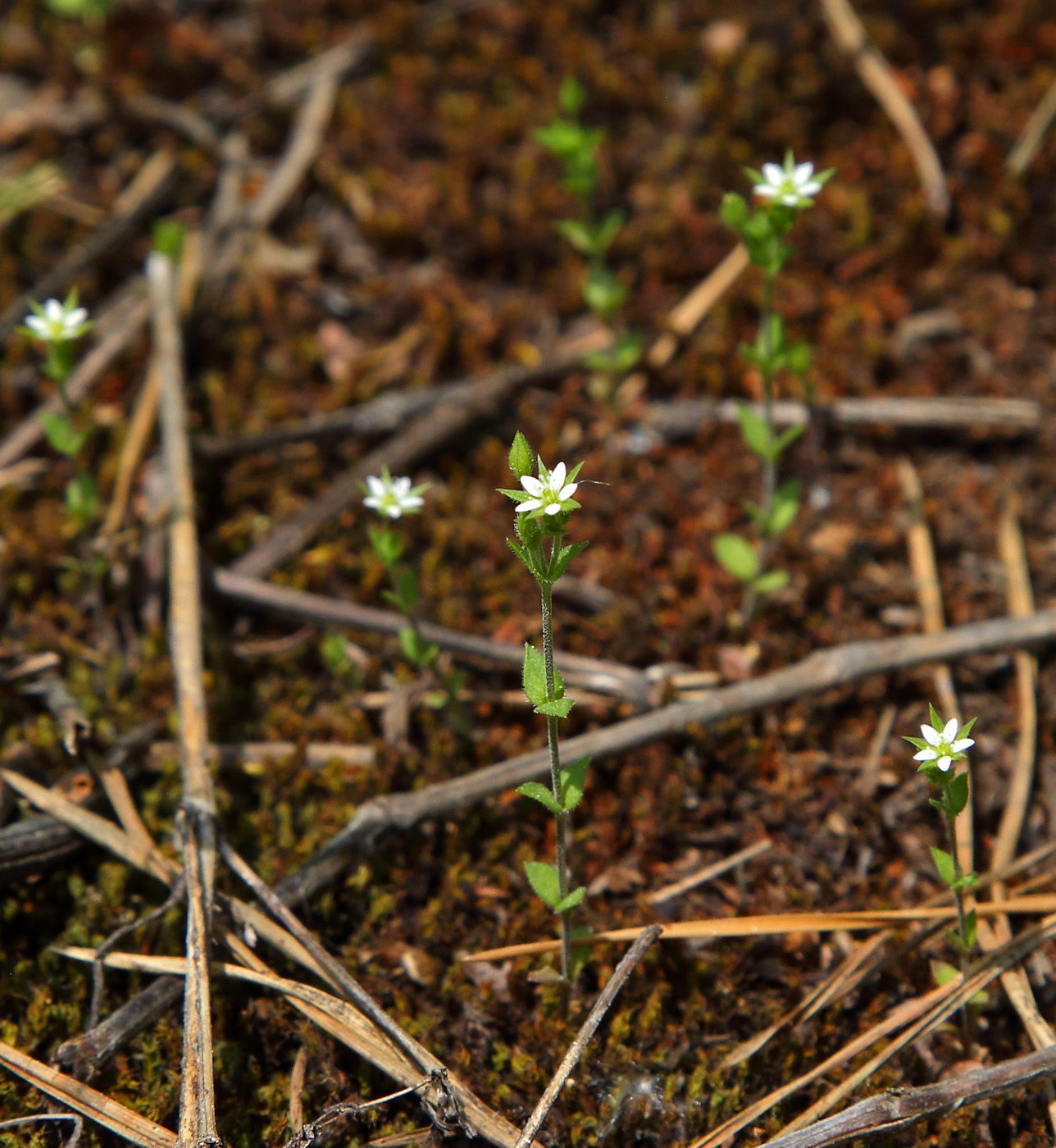 Изображение особи Arenaria uralensis.