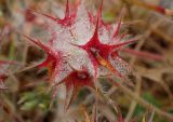 Trifolium stellatum