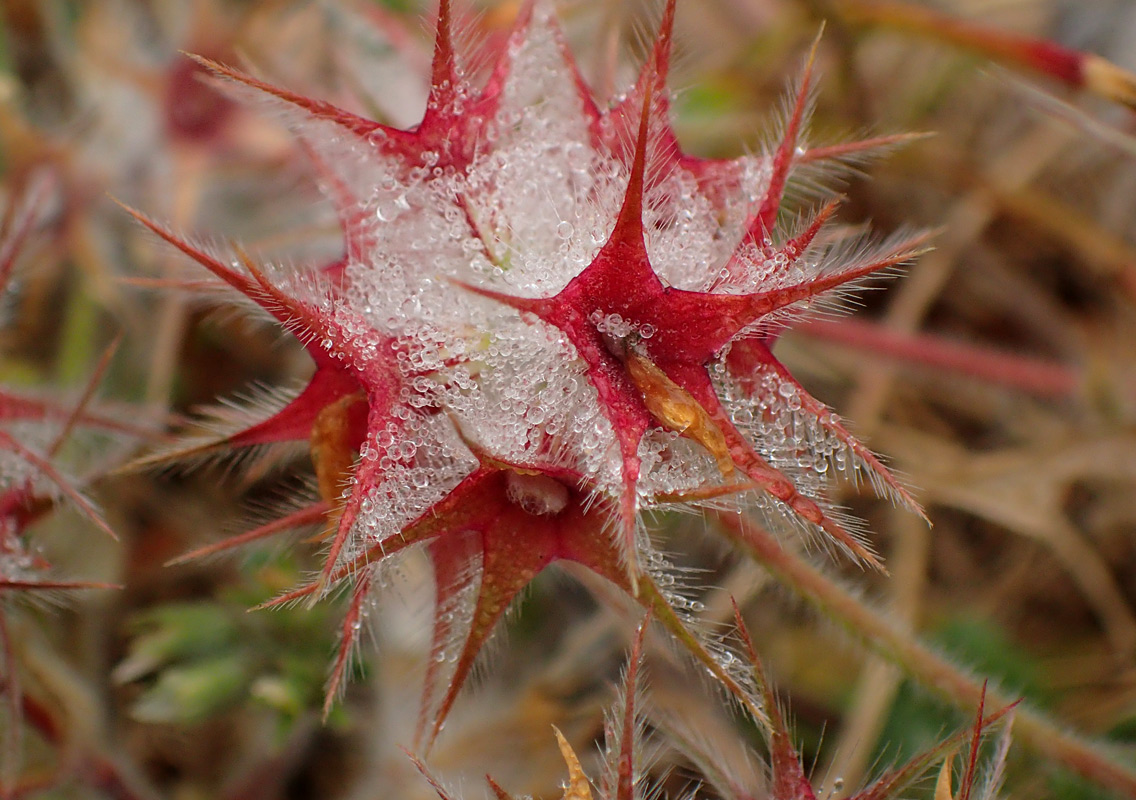 Изображение особи Trifolium stellatum.