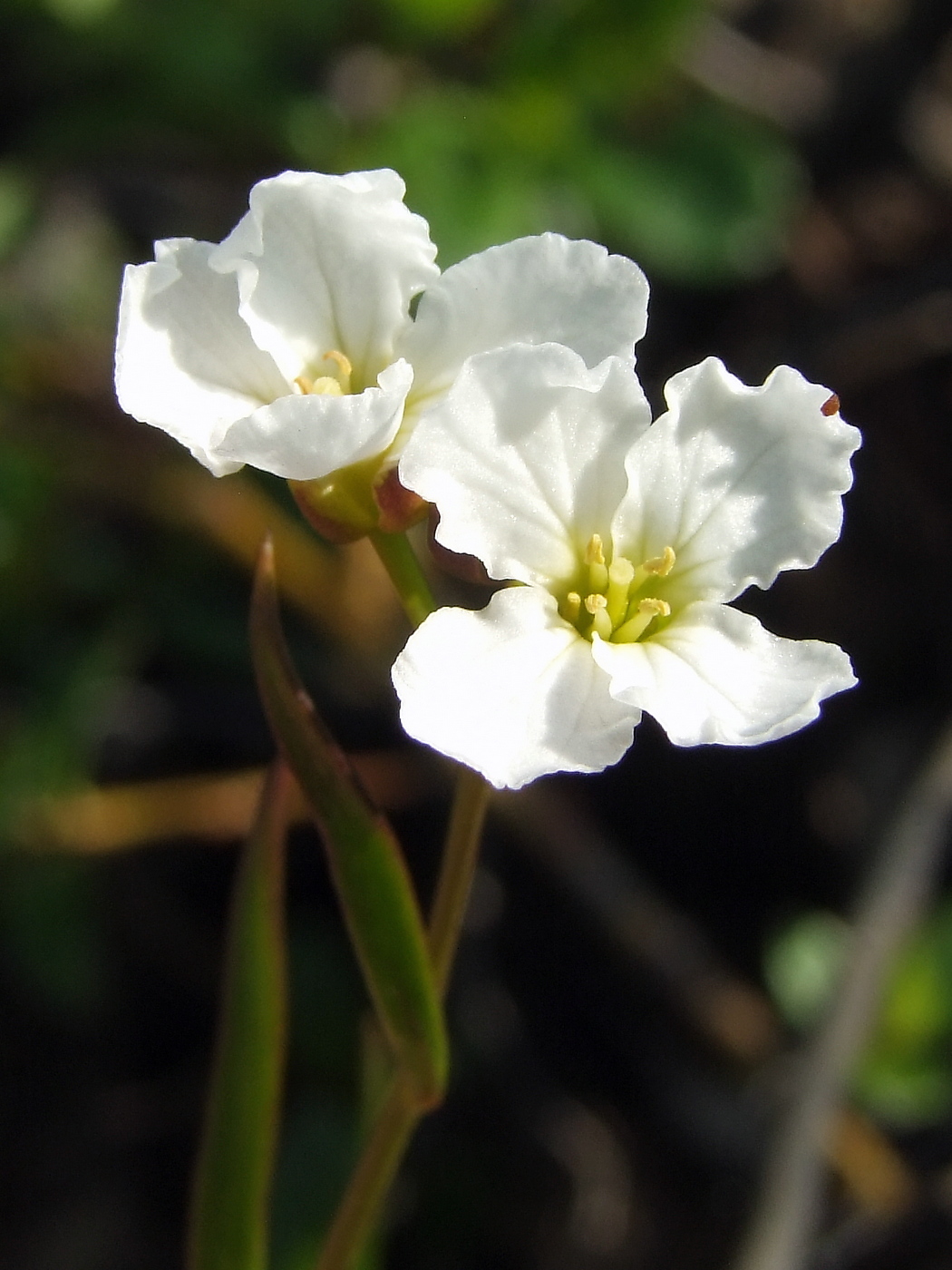 Image of Cardamine victoris specimen.