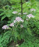 Hydrangea aspera ssp. sargentiana