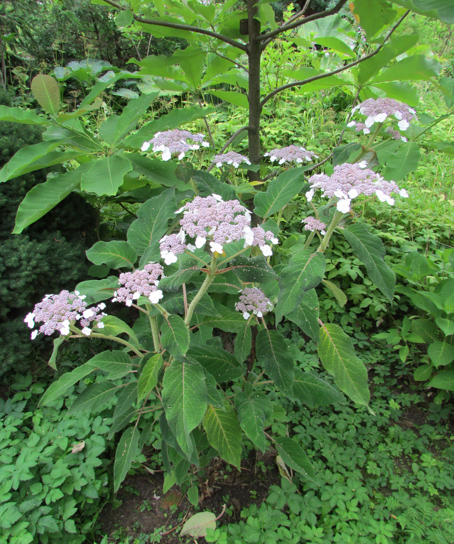 Image of Hydrangea aspera ssp. sargentiana specimen.