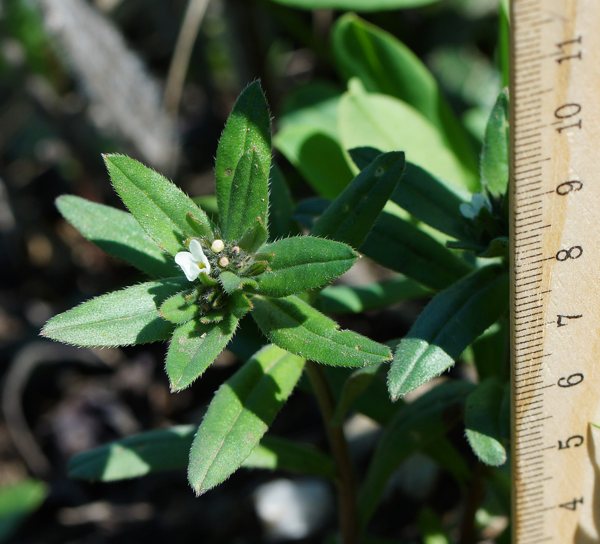 Изображение особи Buglossoides arvensis.