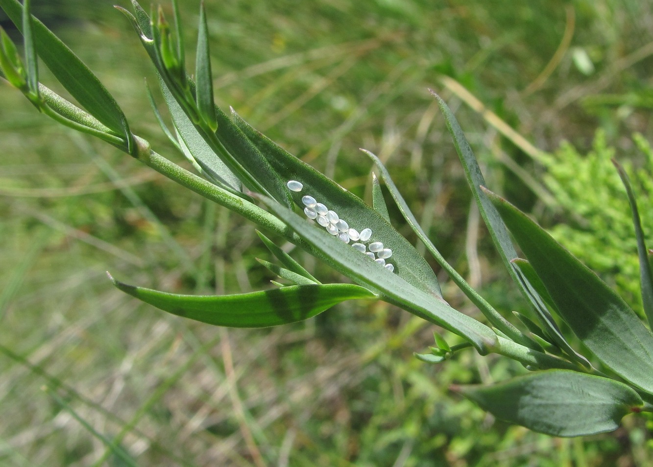 Изображение особи Linaria genistifolia.