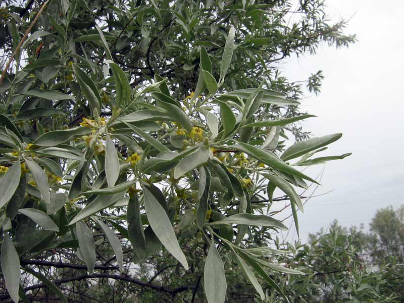 Image of Elaeagnus angustifolia specimen.