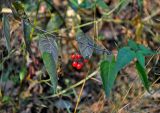 Solanum dulcamara. Верхушка побега с соплодием со зрелыми плодами. Московская обл., Орехово-Зуевский р-н, долина р. Нерская, окраина прибрежного ивняка. 22.09.2018.