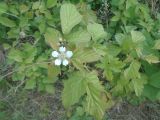 Rubus caesius