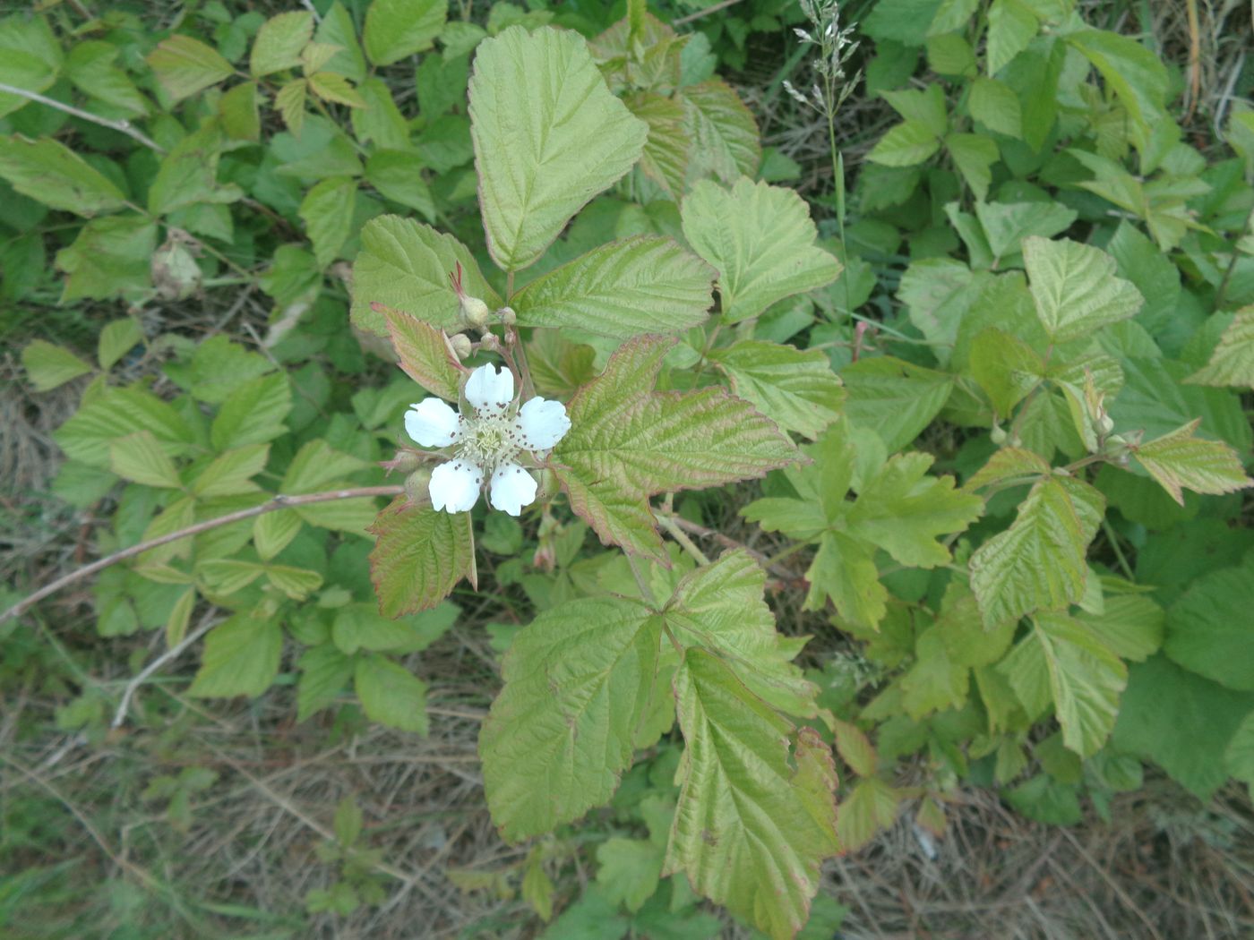 Изображение особи Rubus caesius.