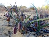 Ornithoglossum vulgare