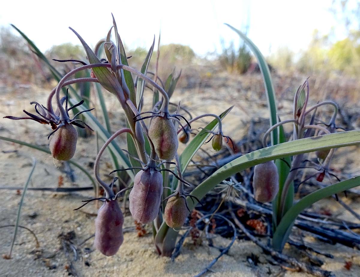 Изображение особи Ornithoglossum vulgare.