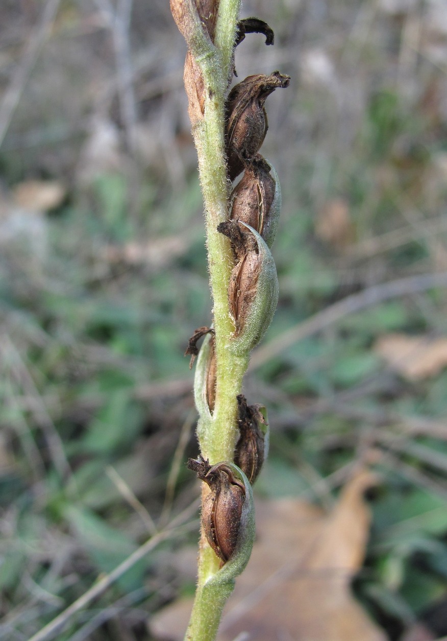 Изображение особи Spiranthes spiralis.