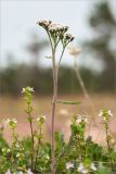 Achillea apiculata. Верхушка цветущего растения (в сообществе с Euphrasia). Кольский п-ов, Терский берег Белого моря, олуговелая воронично-кустарничковая тундра. 23.07.2018.