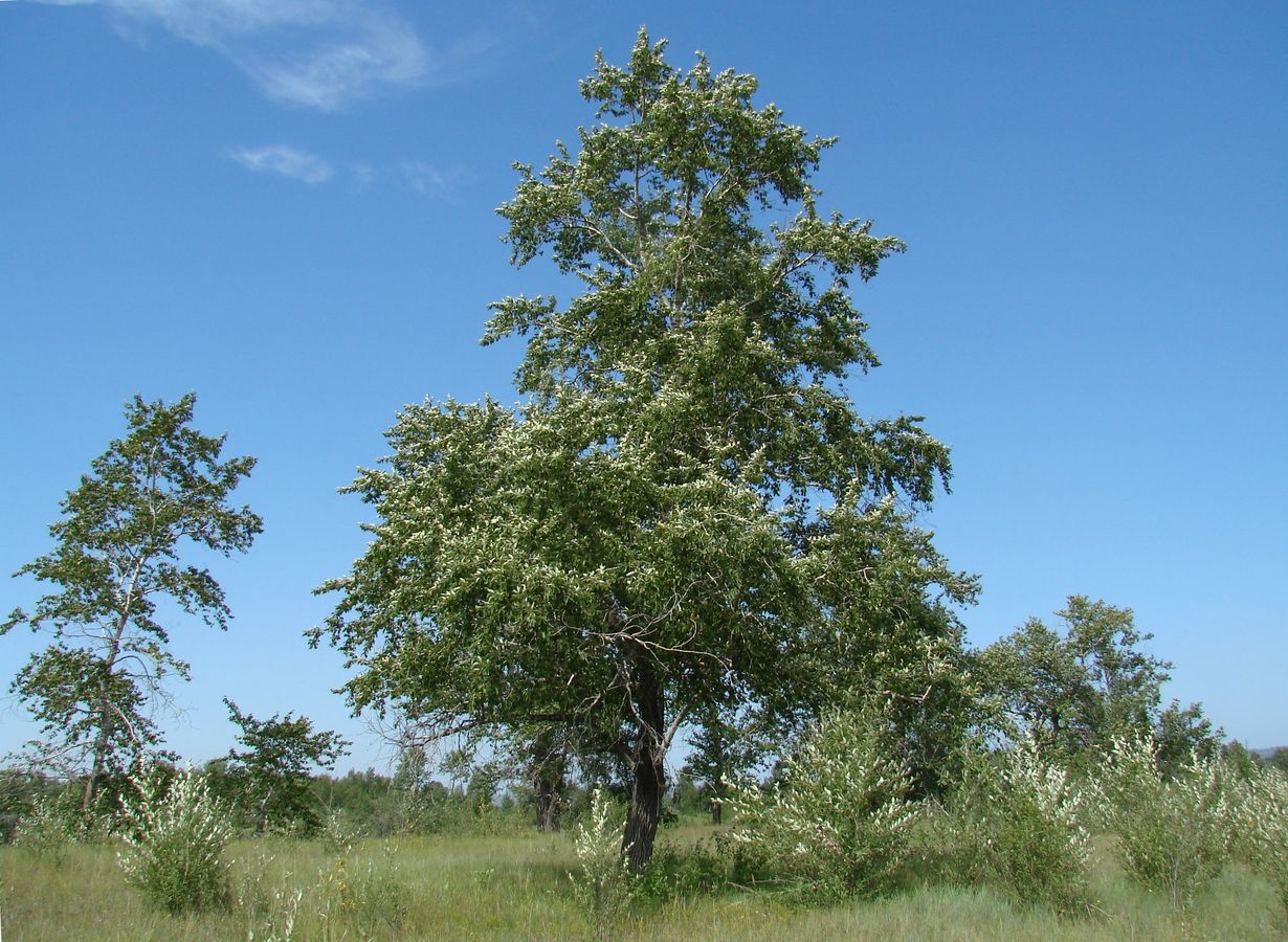 Image of Populus suaveolens specimen.