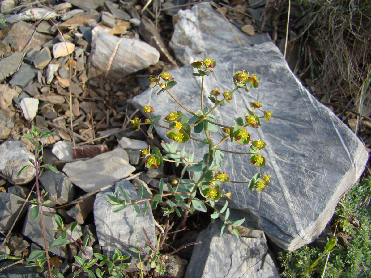 Image of Euphorbia talassica specimen.