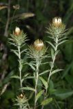 Carlina biebersteinii