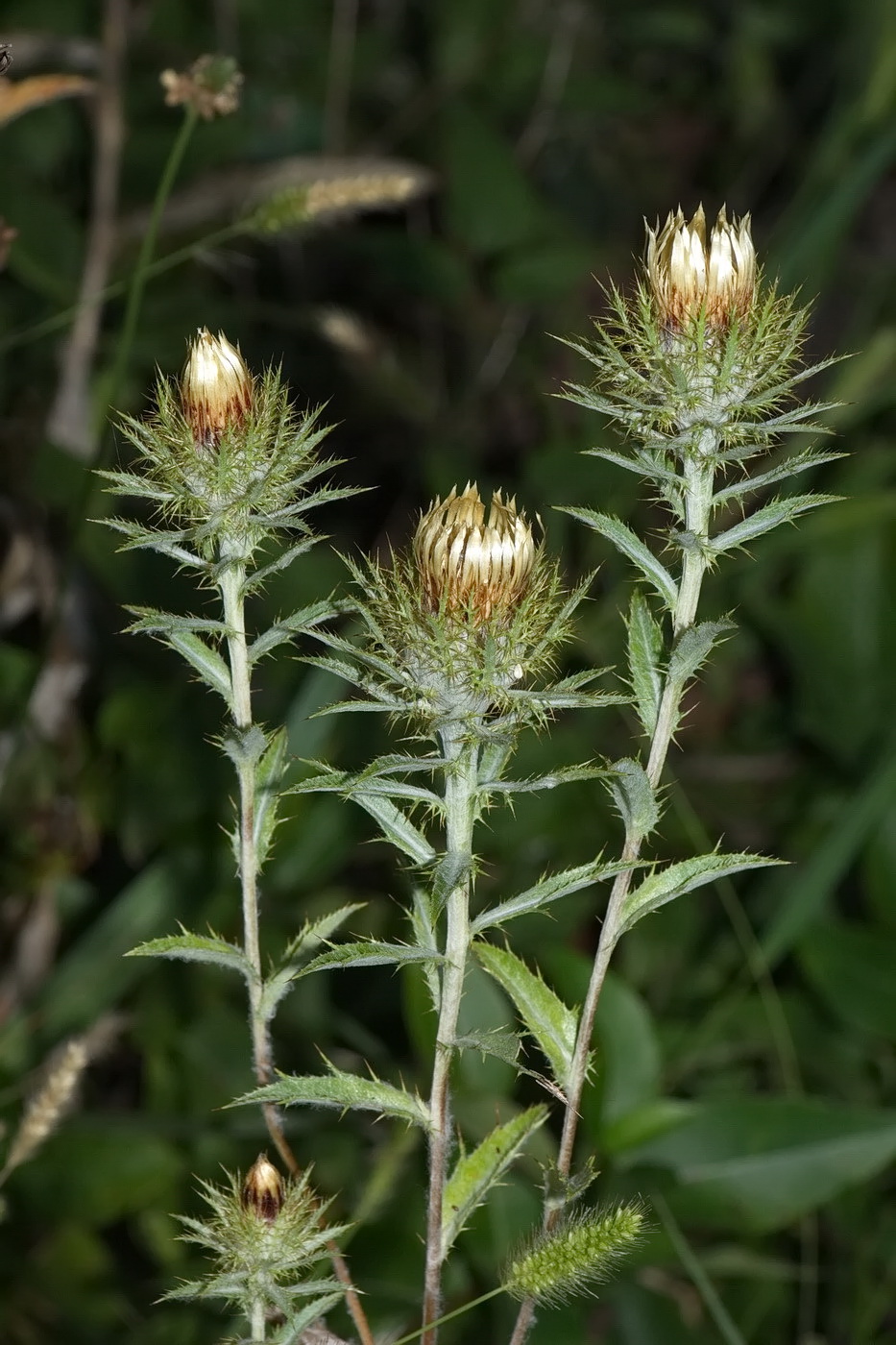 Изображение особи Carlina biebersteinii.