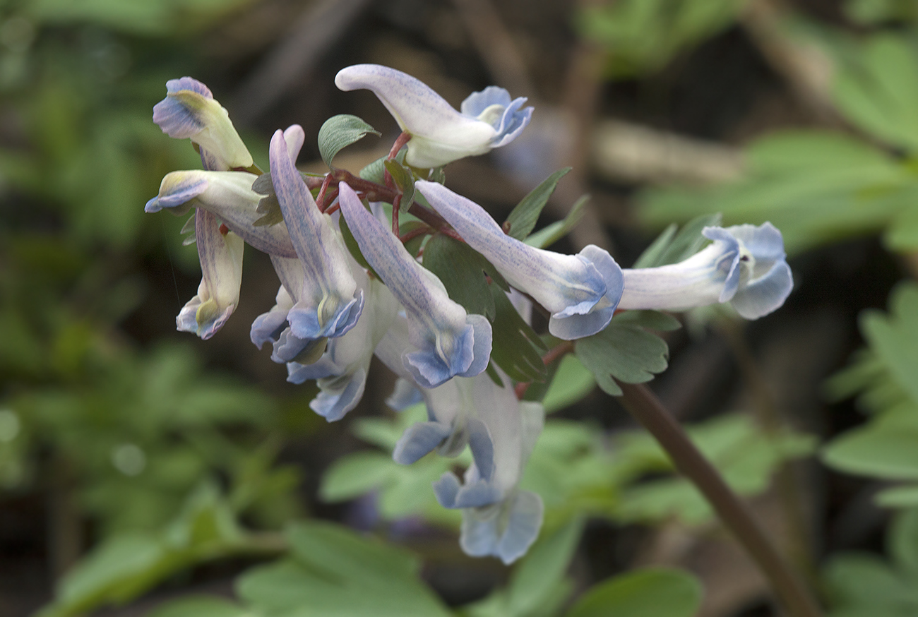 Изображение особи Corydalis solida.