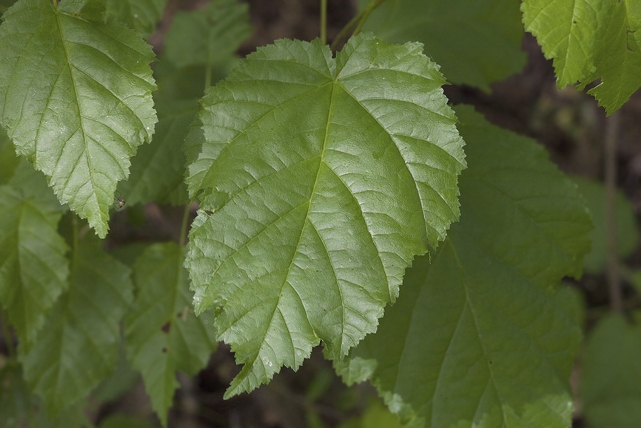 Image of Acer tataricum specimen.