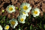 род Dryas