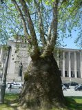 Platanus &times; acerifolia