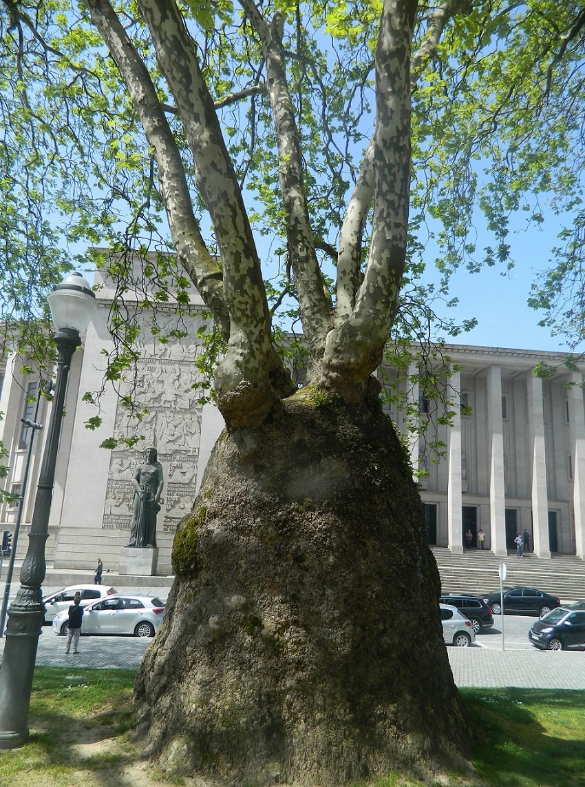 Image of Platanus &times; acerifolia specimen.