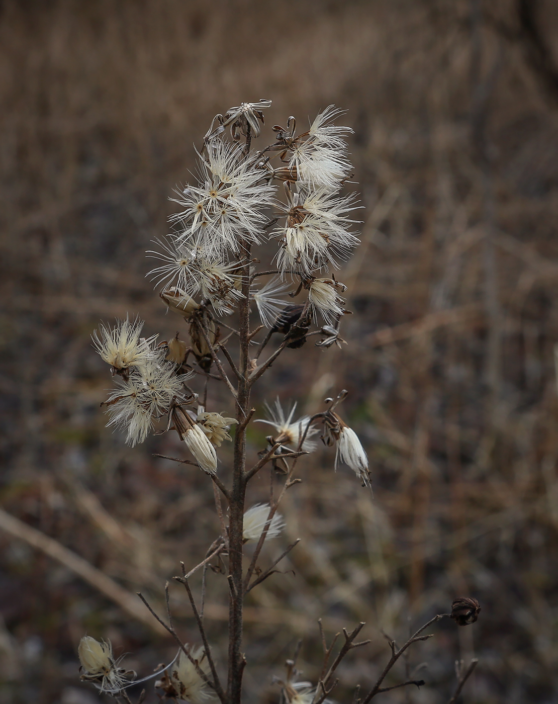 Image of Hieracium umbellatum specimen.