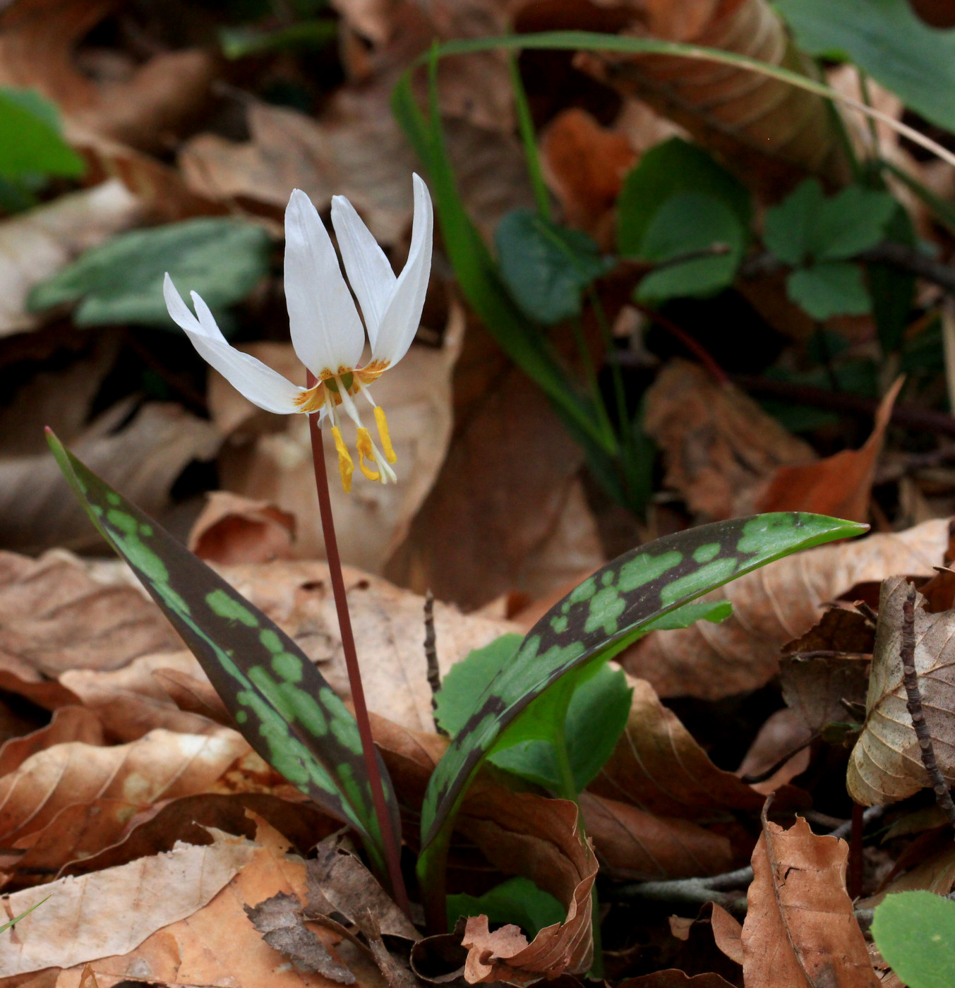 Image of Erythronium caucasicum specimen.